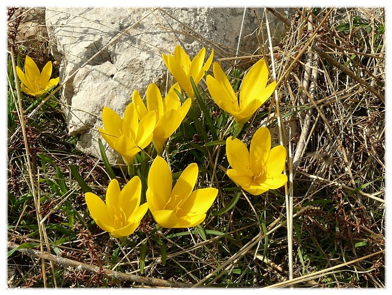 Sternbergia lutea(Cyclamen hederifolium, Biarum tenuifolium)